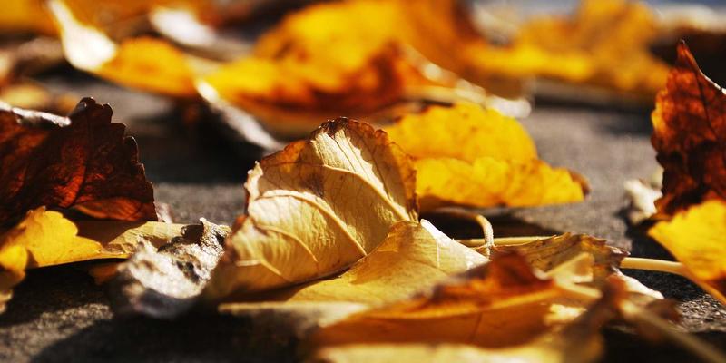 千纸秀：用创意手工艺品编织社区凝聚力的艺术实践